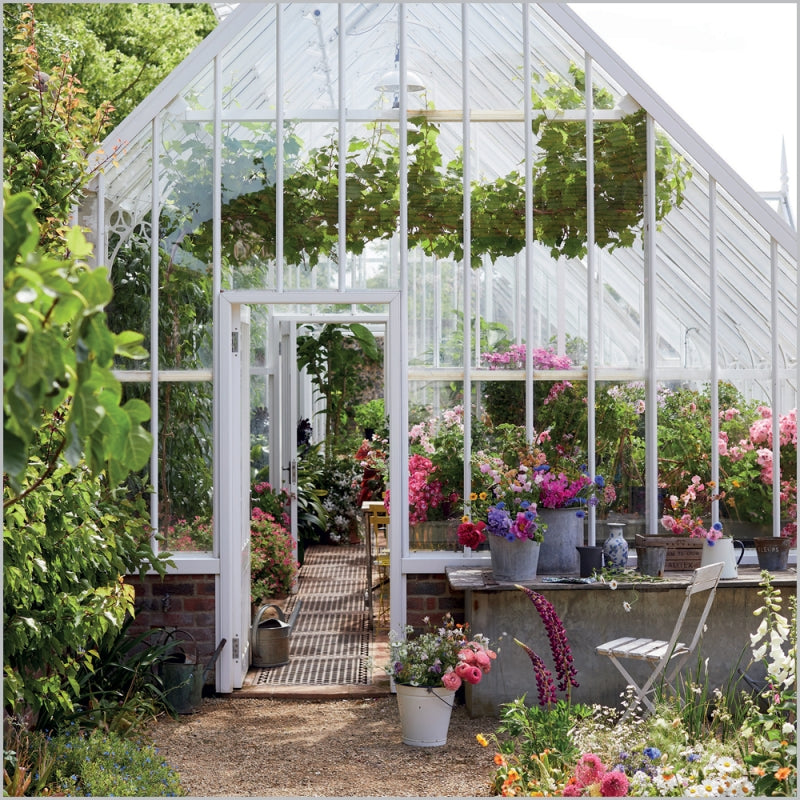 Abacus Greeting Card - Summer Greenhouse