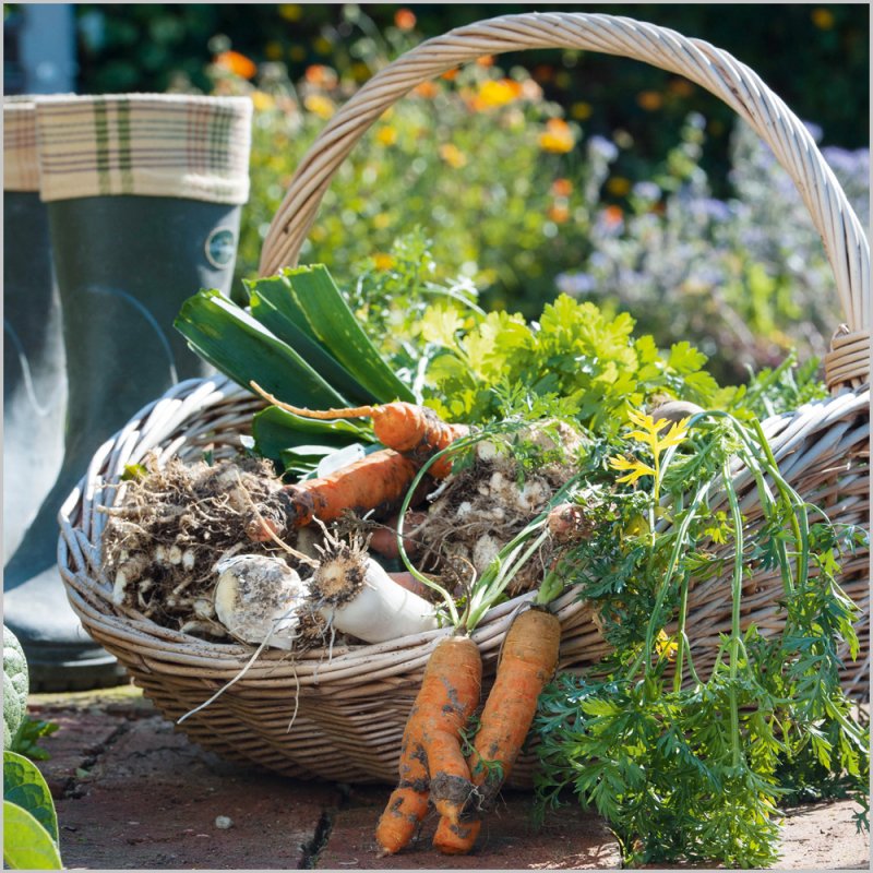 Abacus Greeting Card - Winter Veg