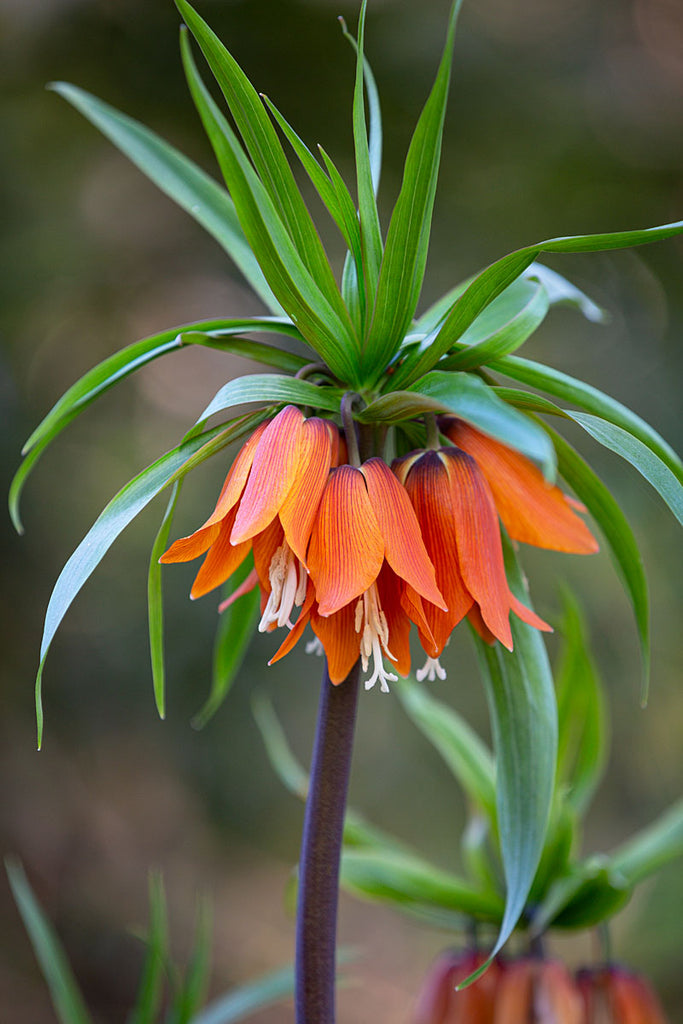 Perennial Greeting Card - Fritillaria Imperialis