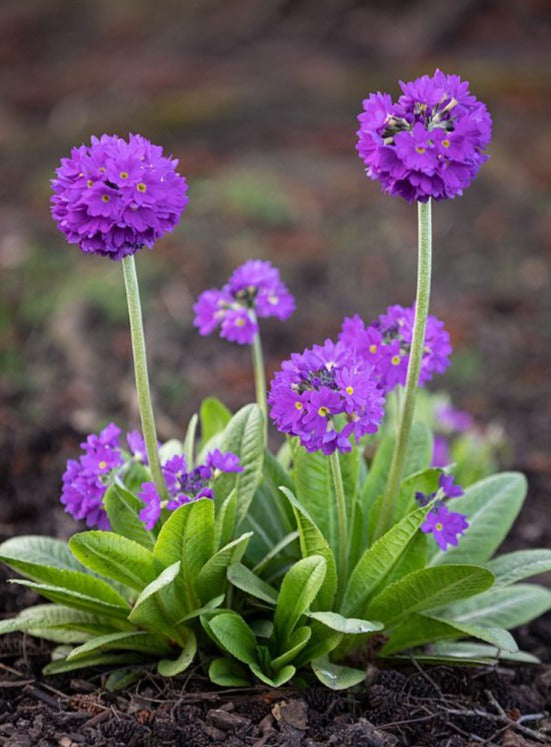 Perennial Greeting Card - Primula Denticulata