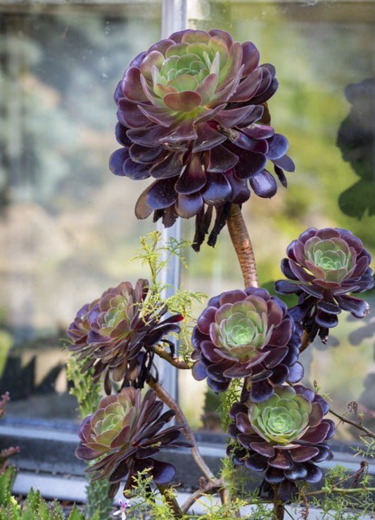 Perennial Greeting Card - Aeonium