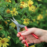 Niwaki - Garden Snips