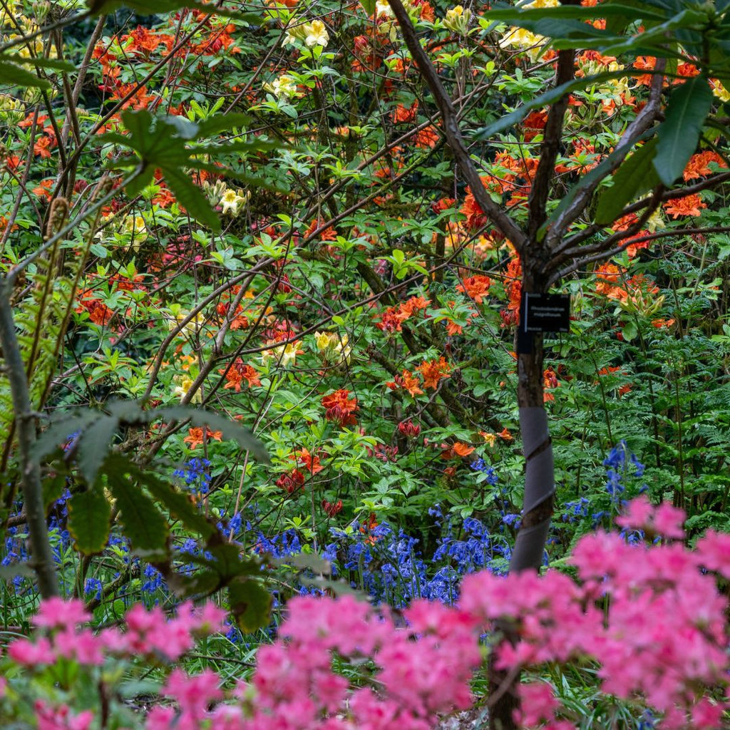 Abbotsbury Subtropical Gardens