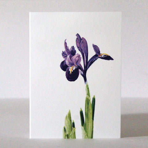 Marianne Hazlewood Card - Iris