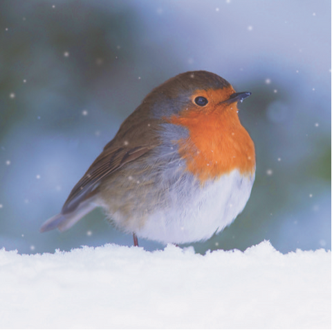 Single Christmas Card - Garden Robin in Snowfall