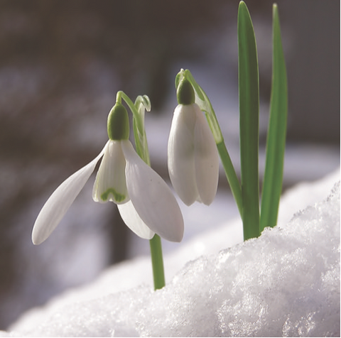 Single Christmas Card - Beautiful Snowdrops 