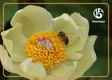 Help a Career Bloom (Peony Design)