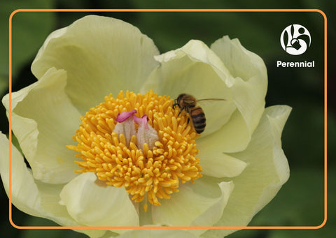 Help a Career Bloom (Peony Design)