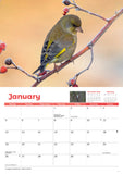 Garden Birds Calendar 2026