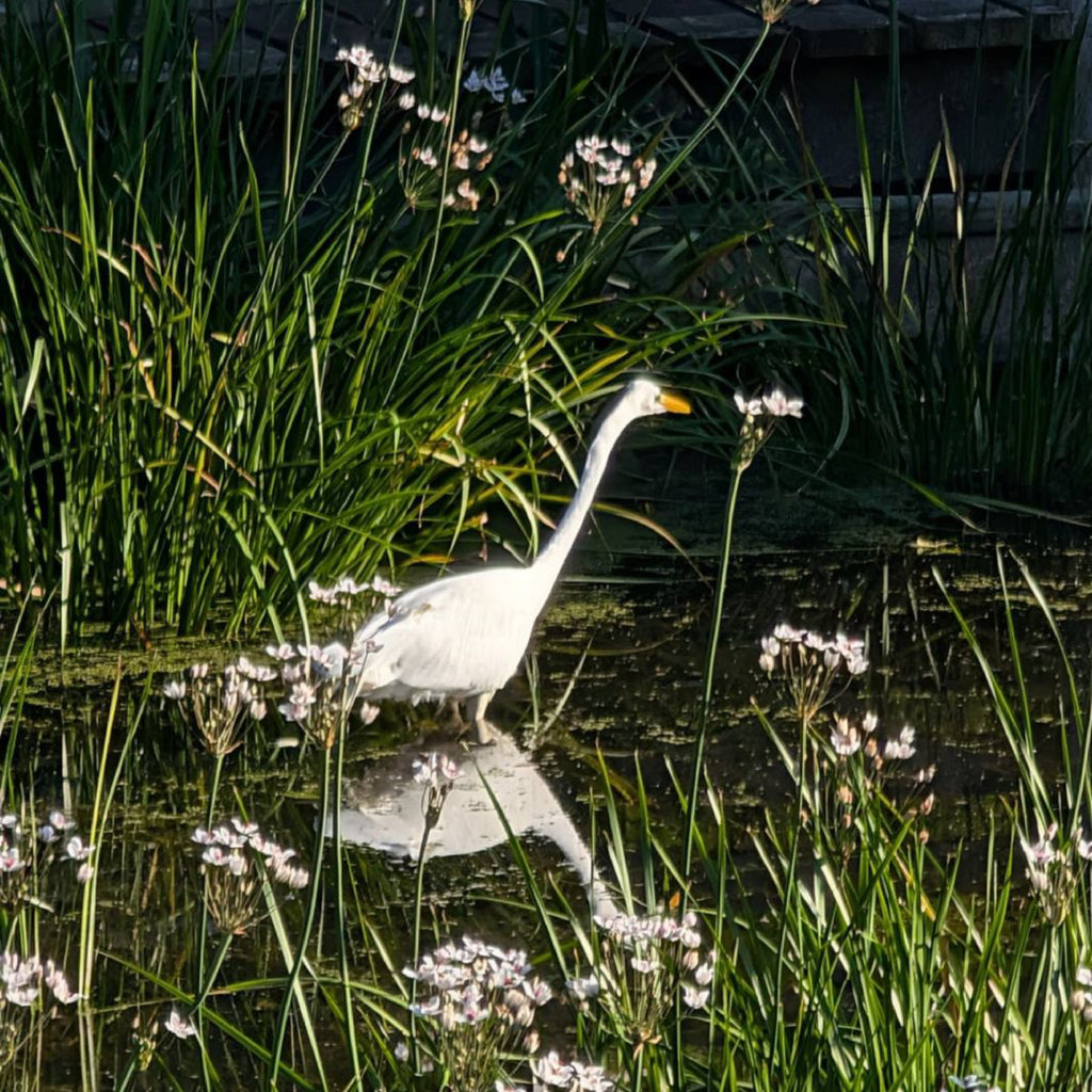 Bird walk and talk