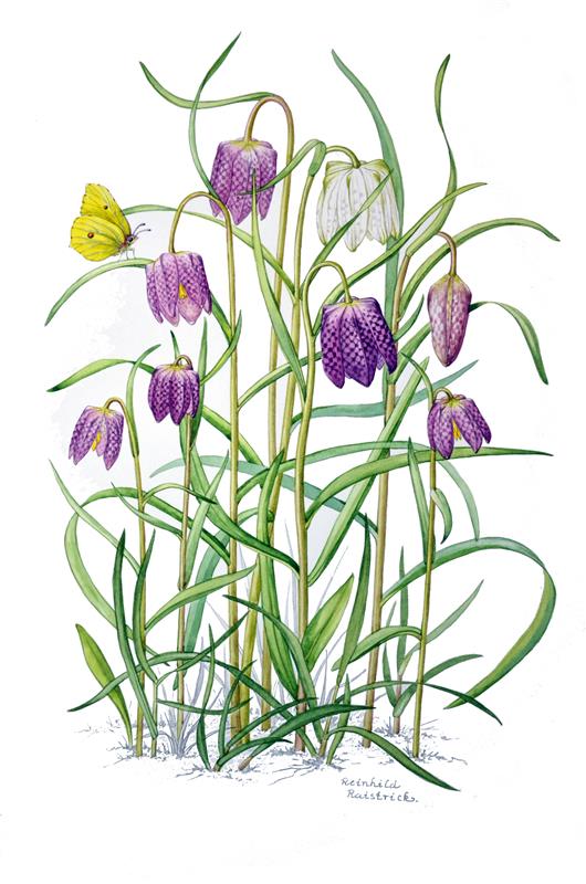 Late Spring Bulbs: Water Colour Course