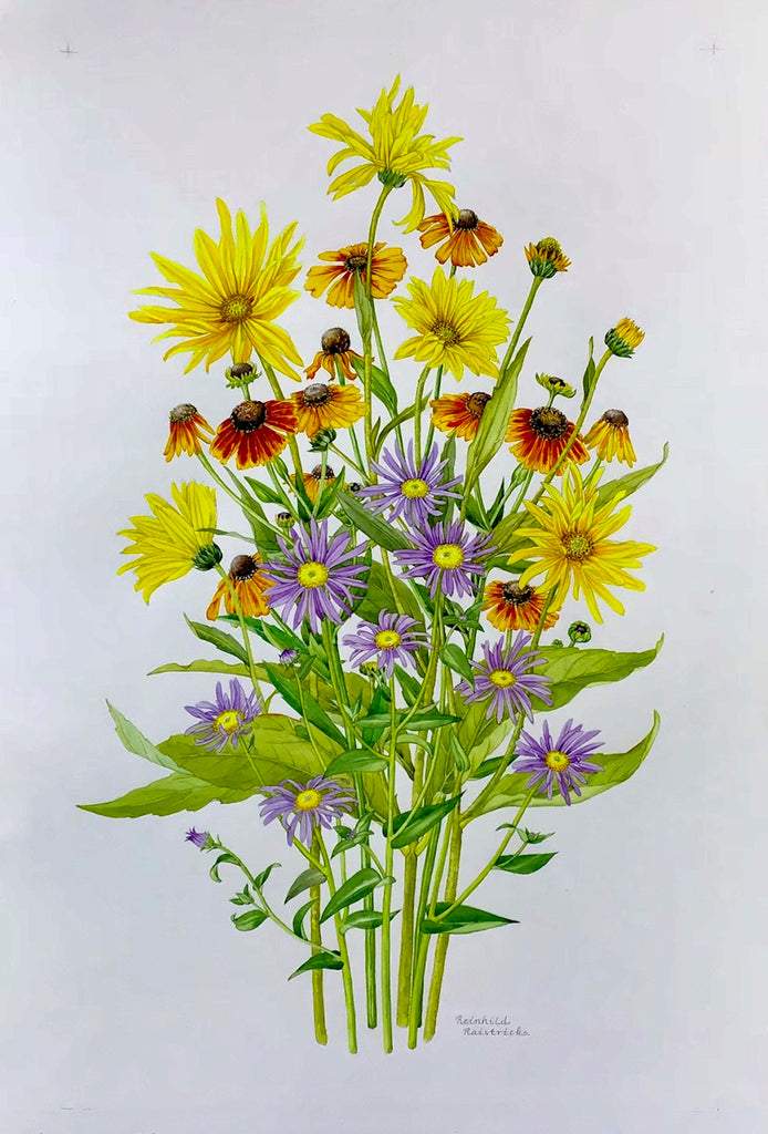 Late Summer Daisies: Water Colour Course