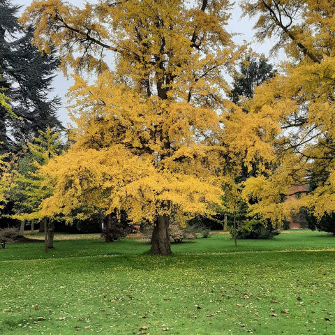 Madresfield Court - October