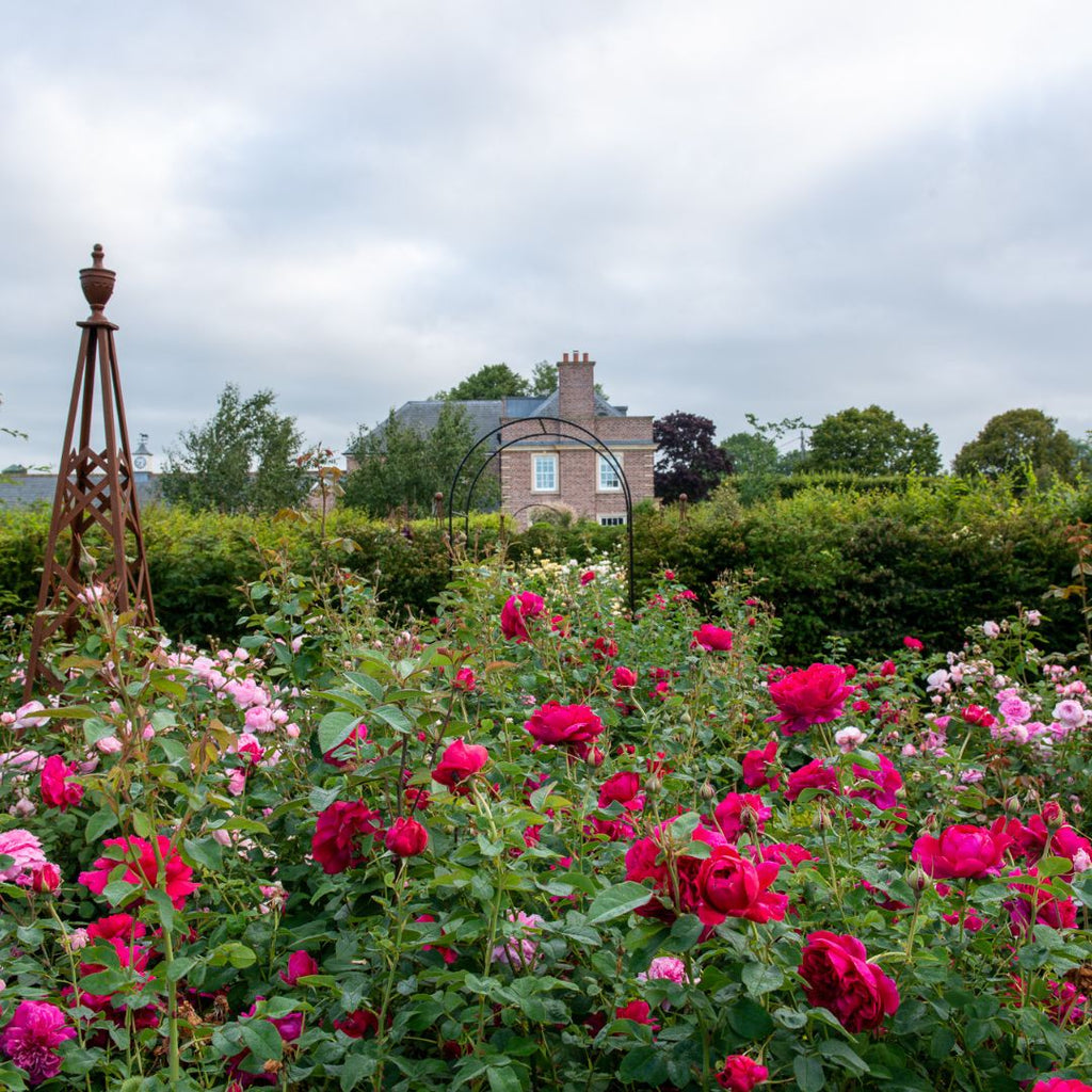 Paul Nicholls Rose Garden