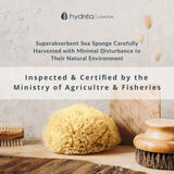 Hydréa London Honeycomb Sea Sponge