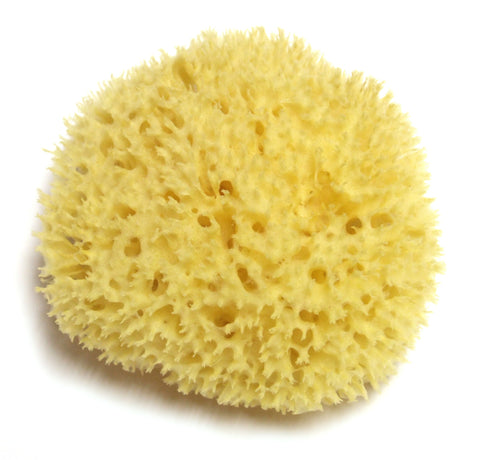 Hydréa London Honeycomb Sea Sponge