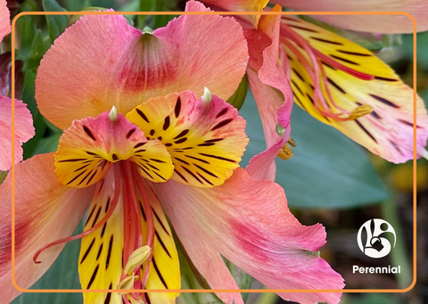Help a Career Bloom (Alstroemeria Design)