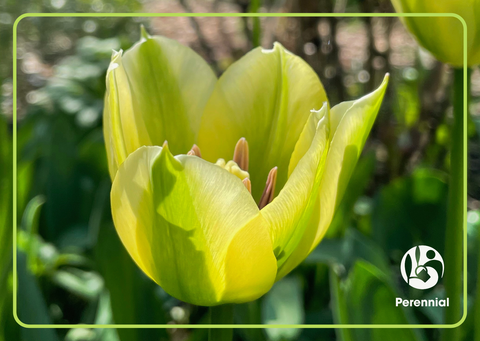 Supporting our Helpline (Tulip Design)