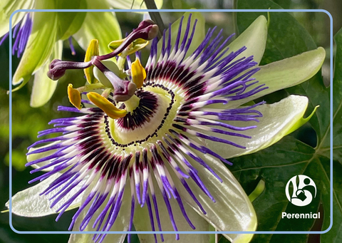 Healthy Working Lives (Passion Flower Design)