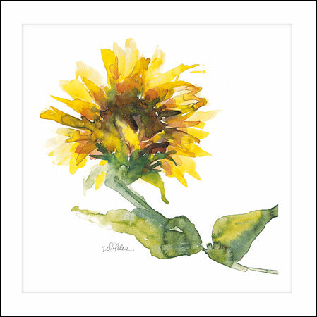 Woodmansterne card - Sunflower softness