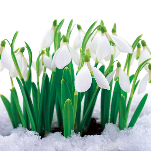 Pack of 10 Cards - Snowdrops