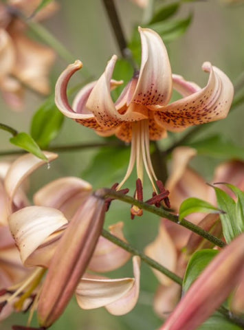 Perennial Greeting Card - Lily