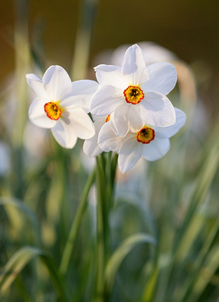 Perennial Greeting Card - Narcissus