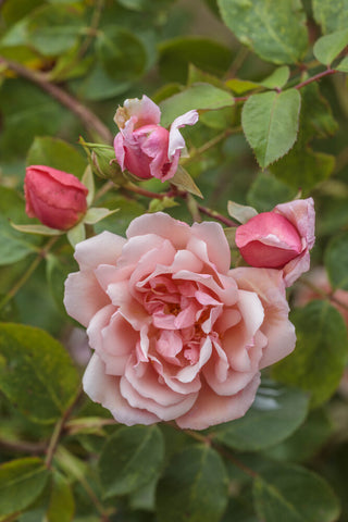 Perennial Greeting Card - Pink Rose