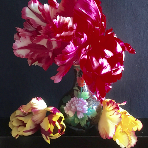 Helensbank Garden Card - Parrot Tulips in an Antique Black Chinese Cloisonne Mirror Vase