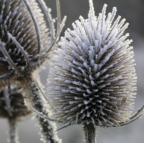 Single Christmas Card - Winter Teasels