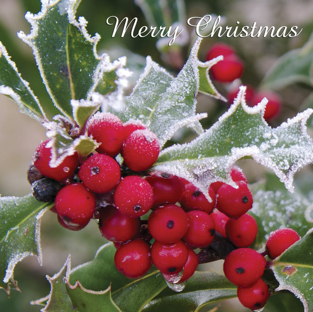 Single Christmas Card - Holly and Berries