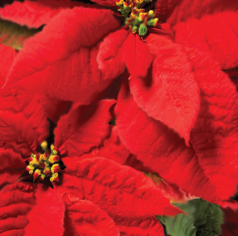 Single Christmas Card - Poinsettia