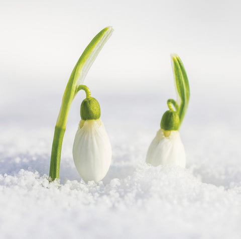 Single Card - Snowdrop Duet