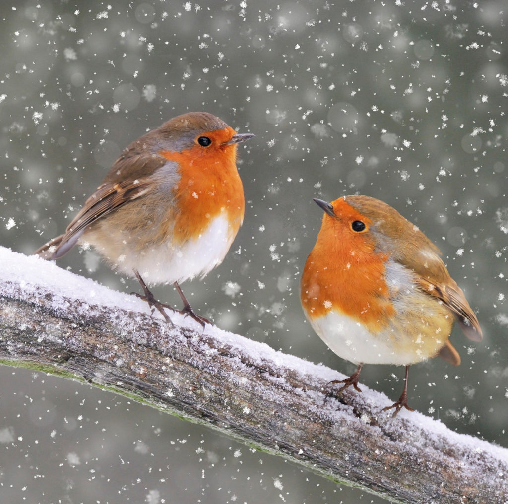 Single Christmas Card - Two Robins