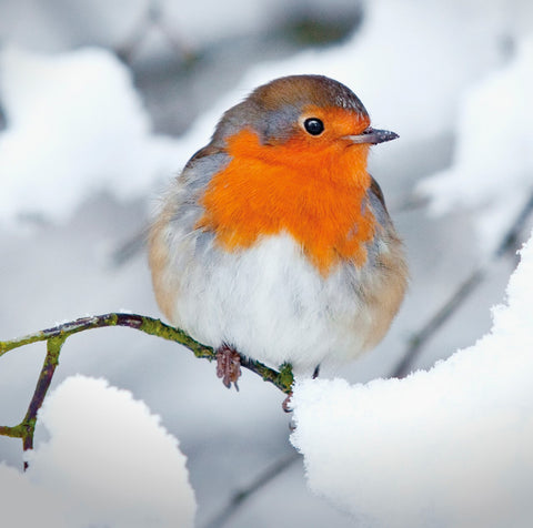 Single Christmas Card - Robin on Branch