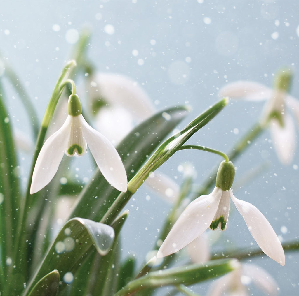 Single Christmas Card - Bunch of Snowdrops